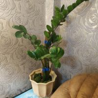 Лот: 21392372. Фото: 3. Замиокулькас -Долларовое дерево. Для дачи, дома, огорода, бани, парка