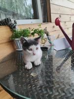 Лот: 25555563. Фото: 4. Котят. Красноярск