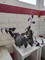 Лот: 2707094. Фото: 2. гинура 2 веточки. Комнатные растения и уход