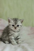 Лот: 11042293. Фото: 3. Британская мраморная кошечка с... Растения и животные
