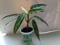 Лот: 25590488. Фото: 4. Аглаонема. Красноярск