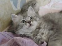 Лот: 4248088. Фото: 6. Шикарные котята!