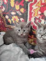 Лот: 25555679. Фото: 6. Отдам котят в добрые руки