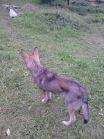 Лот: 3186480. Фото: 5. Отдам 2х собак подростков