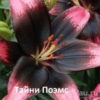 Лот: 12312767. Фото: 5. Лилия Цирано
