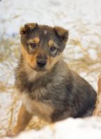 Лот: 6798923. Фото: 3. Щеночек Рысь. Растения и животные