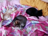 Лот: 15264613. Фото: 2. Котята. Животные и уход