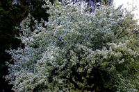 Лот: 11530594. Фото: 17. Лесопитомник "Купцов ручей" предлагает...