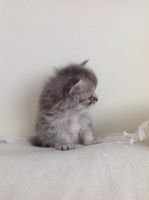 Лот: 7178196. Фото: 3. Породистый мальчик-шотландец ищет... Растения и животные