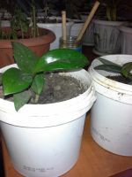 Лот: 6771126. Фото: 2. Хойя карноза!. Комнатные растения и уход