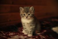 Лот: 4513451. Фото: 4. Продам британского котёнка (мальчик... Красноярск