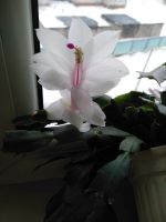 Лот: 18863605. Фото: 3. Декабрист 2 цвета. Растения и животные