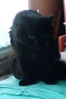 Лот: 14064171. Фото: 7. Пушистый черный котик