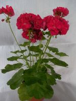 Лот: 4569779. Фото: 2. Пеларгония Bold Carmine ( цветущая... Комнатные растения и уход