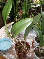 Лот: 10025703. Фото: 2. Орхидея .Каттлея. Комнатные растения и уход