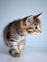 Лот: 3507486. Фото: 3. Котята-девочки, 2 месяца. Растения и животные