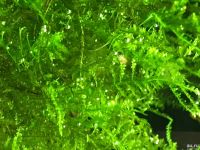 Лот: 15937141. Фото: 2. Мох Анкор Якорный (Anchor moos... Аквариумистика