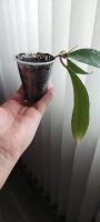 Лот: 20089289. Фото: 4. Хойя Hoya phuwuaensis (Hoya sp... Красноярск