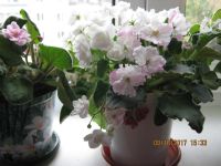 Лот: 7641893. Фото: 3. Цветы фиалки в горшках разного... Растения и животные