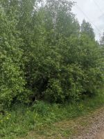 Лот: 22152102. Фото: 4. Участок 13 соток, СНТ или ДНТ... Красноярск