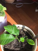 Лот: 22031946. Фото: 4. Лимон в горшке. Красноярск