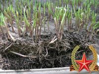 Лот: 950900. Фото: 3. Ландыши ( рассада ). Для дачи, дома, огорода, бани, парка