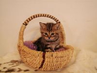 Лот: 3566224. Фото: 3. Шотландский котенок-тигренок. Растения и животные