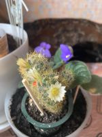 Лот: 19669965. Фото: 5. Кактус Маммилярия