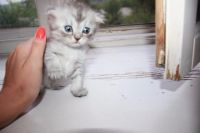 Лот: 11886661. Фото: 6. Продам котят