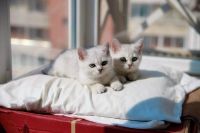 Лот: 6137473. Фото: 7. Британский котёнок (девочка 3...