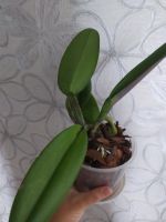 Лот: 14365349. Фото: 3. Орхидея каттлея сортовая N125. Растения и животные