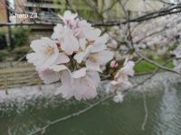Лот: 10998948. Фото: 4. SHARP Z3 4ГБ +64ГБ Дисплей: 5...