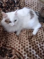Лот: 20555354. Фото: 3. Молодая стерильная кошка в добрые... Растения и животные