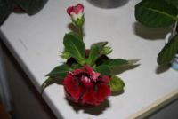 Лот: 4281108. Фото: 2. Глоксиния красная (цветет). Комнатные растения и уход