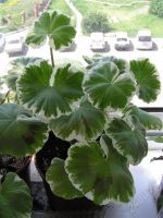 Лот: 1153418. Фото: 2. Пеларгония (герань) с белой каймой. Комнатные растения и уход