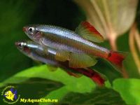 Лот: 6300447. Фото: 2. Кардинал[1] (лат. Tanichthys albonubes... Аквариумистика