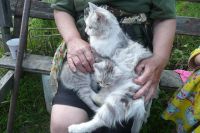 Лот: 2969405. Фото: 5. СРОЧНО отдам ОЧЕНЬ КРАСИВЫХ котят...