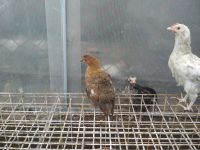 Лот: 9835589. Фото: 2. цыплята помесные. Животные и уход