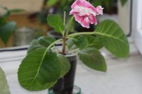 Лот: 3103714. Фото: 2. Глоксиния 45 (цветущая). Комнатные растения и уход