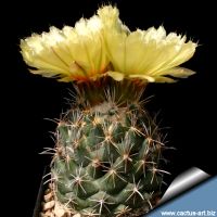 Лот: 3117339. Фото: 2. Кактусы - Coryphantha Salinensis... Комнатные растения и уход