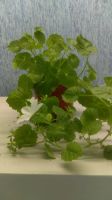 Лот: 11217904. Фото: 3. Кампанула равнолистная Campanula... Растения и животные