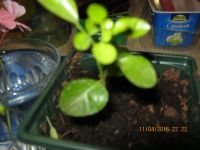 Лот: 7308690. Фото: 3. муррайя №9. Растения и животные