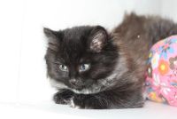 Лот: 4679492. Фото: 5. Пушистый котенок (кошечка)