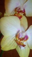 Лот: 6052091. Фото: 5. орхидея фаленопсис Daniella