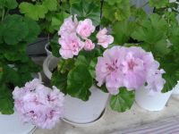 Лот: 8180364. Фото: 2. Пеларгония плющелистная 'Chiffon... Комнатные растения и уход