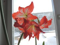 Лот: 8564740. Фото: 2. цветы. Комнатные растения и уход