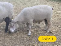 Лот: 19694035. Фото: 18. Красноголовые Шароле Британской...