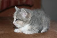 Лот: 5464976. Фото: 4. Котенка отдадим. Красноярск