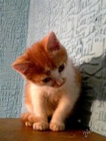 Лот: 2953482. Фото: 2. Котенок Рыжик, 4 месяца. Животные и уход