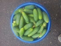 Лот: 11886302. Фото: 4. Огурцы небольшие, вкусные, выращенные...